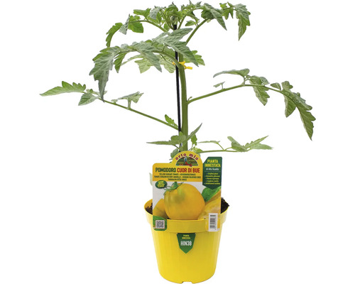 Gelbe Ochsenherztomatenpflanze in gelbem Topf