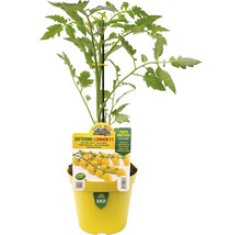 Tomatenpflanze Datterino Lemmon F1 in gelbem Topf