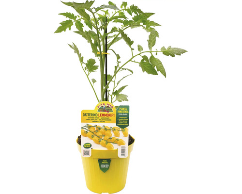 Tomatenpflanze Datterino Lemmon F1 in gelbem Topf
