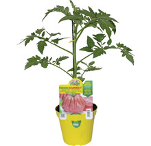 Tomatenpflanze Rosamunda F1 im gelben Topf