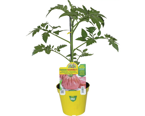 Tomatenpflanze Rosamunda F1 im gelben Topf