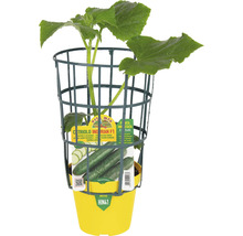 Gurkenpflanze in einem gelben Topf mit einer grünen Rankhilfe