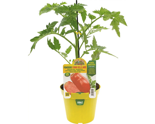 Tomatenpflanze Andeshorn in gelbem Topf