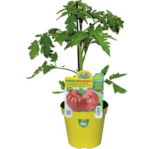 Buffalo Steak Tomatenpflanze im Topf