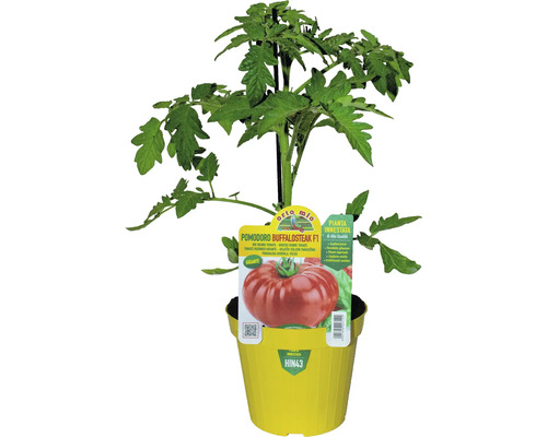 Buffalo Steak Tomatenpflanze im Topf
