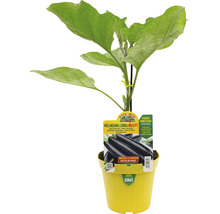 Aubergine der Sorte Melanzana Lunga Nilo F1 in gelbem Topf