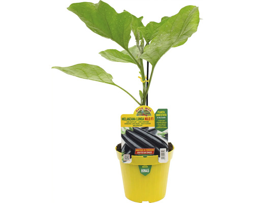 Aubergine der Sorte Melanzana Lunga Nilo F1 in gelbem Topf