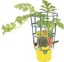 Wassermelonenpflanze mit Stützkorb in gelbem Topf