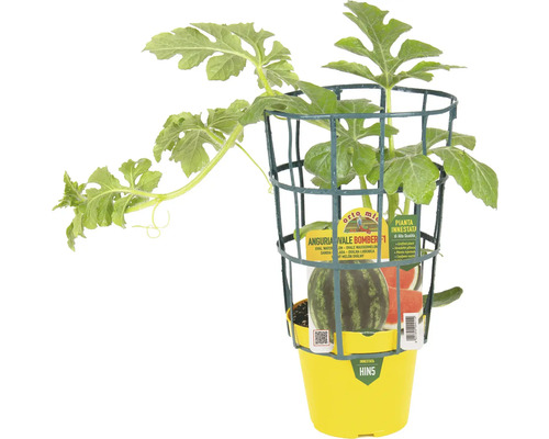 Wassermelonenpflanze mit Stützkorb in gelbem Topf