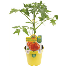 Tomatenpflanze der Sorte Cuoremio F1 in einem Topf