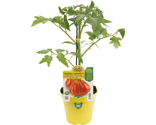 Tomatenpflanze der Sorte Cuoremio F1 in einem Topf