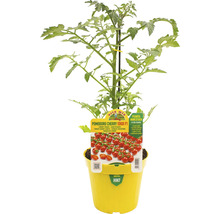 Cherrytomatenpflanze Edox F1 in gelbem Topf