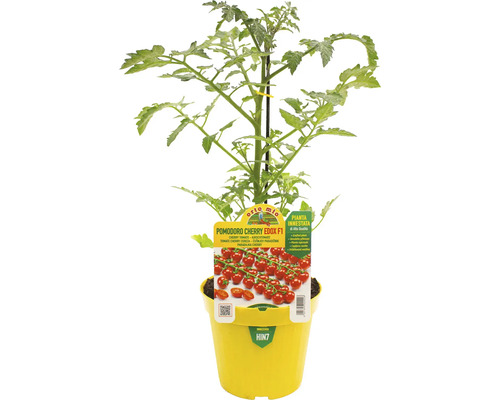 Cherrytomatenpflanze Edox F1 in gelbem Topf