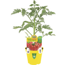 Maryposa F1 Tomatenpflanze in gelbem Topf