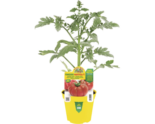 Maryposa F1 Tomatenpflanze in gelbem Topf