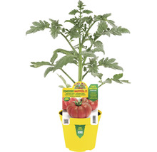 Maryposa F1 Marmande Tomatenpflanze in gelbem Topf