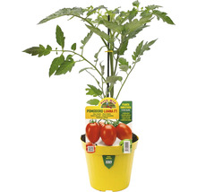 Tomatenpflanze im Topf mit dem Sortennamen Luana F1