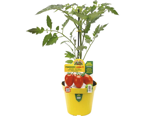 Tomatenpflanze im Topf mit dem Sortennamen Luana F1