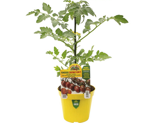 Tomatenpflanze Crisipino Plum F1 in einem gelben Topf