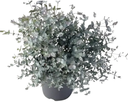 Eukalyptuspflanze im Topf