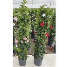 Zwei Dipladenia Pflanzen im Topf mit Rankhilfe und Blüten