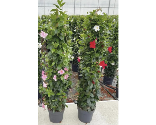 Zwei Dipladenia Pflanzen im Topf mit Rankhilfe und Blüten