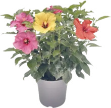 Hibiskus im Topf mit Blüten in verschiedenen Farben