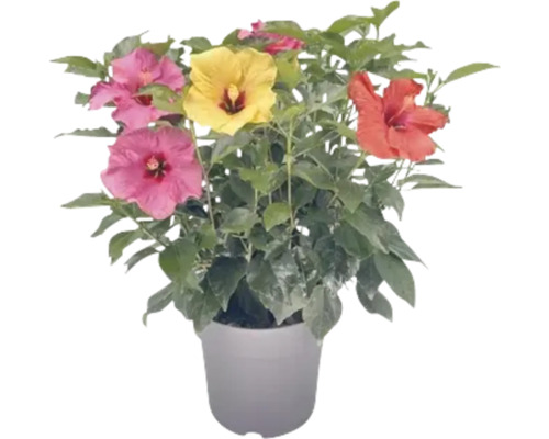 Hibiskus im Topf mit Blüten in verschiedenen Farben