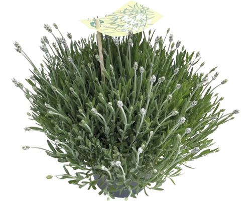 Lavendelbusch im Topf mit Pflanzenetikett