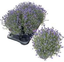 Zwei Lavendel Pflanzen im Topf