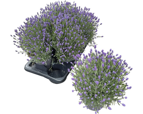 Zwei Lavendel Pflanzen im Topf