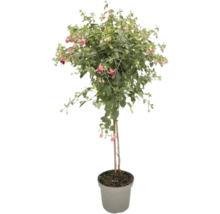 Fuchsienbaum im Topf mit grünen Blättern und rosa Blüten