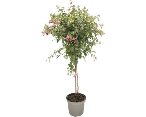 Fuchsienbaum im Topf mit grünen Blättern und rosa Blüten