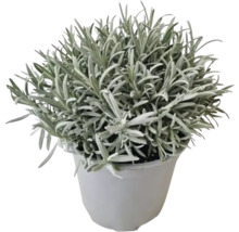 Topfpflanze Heiligenkraut im Topf