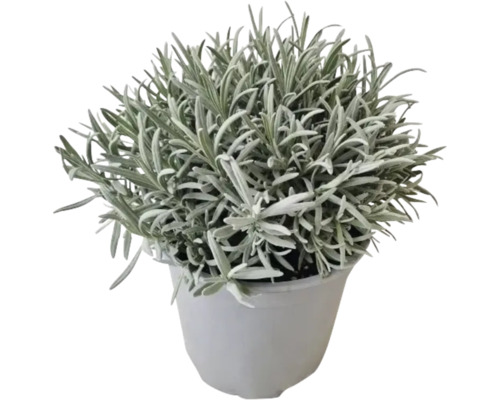 Topfpflanze Heiligenkraut im Topf