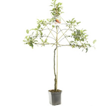 Apfelbaum im Topf mit schirmförmigem Spalier