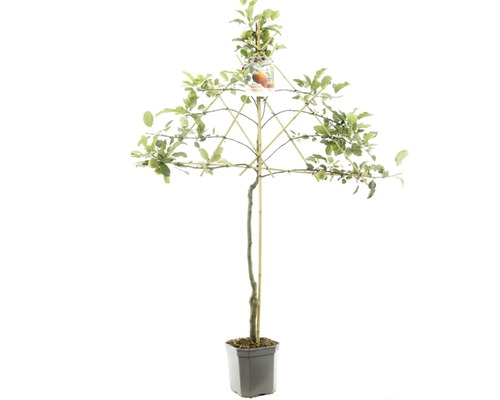 Obstbäume Paprika Capsicum H ca. 140 cm Apfelbaum im Topf mit schirmförmigem Spalier