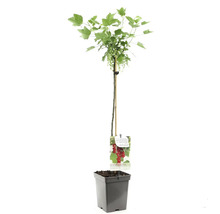 Rote Johannisbeere als Hochstamm im Topf