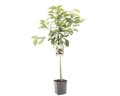 Obstbäume Obst Obst H ca. 140 cm Kirschbaum im Topf