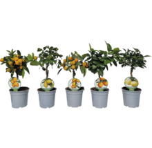 Fünf Zitruspflanzen in Töpfen: Calamondino, Limone, Kumquat, Arancio und Pursha