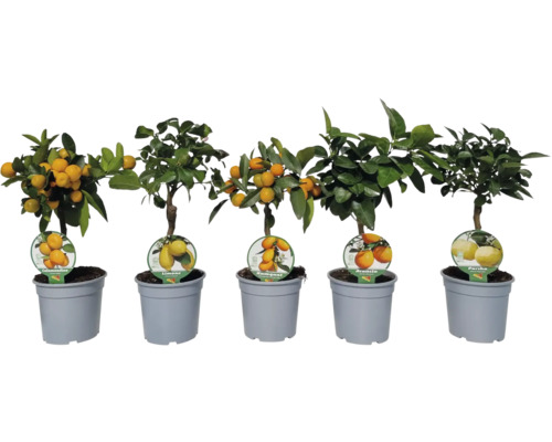 Fünf Zitruspflanzen in Töpfen: Calamondino, Limone, Kumquat, Arancio und Pursha
