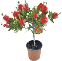 Zylinderputzerstrauch im Topf mit roten Blüten