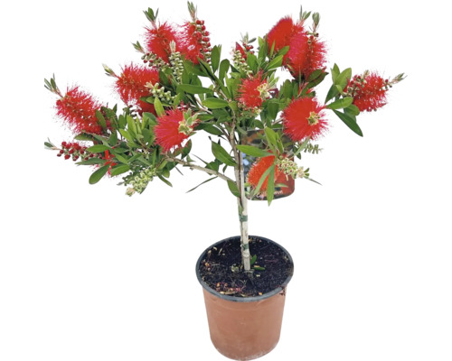 Zylinderputzerstrauch im Topf mit roten Blüten