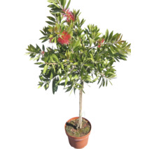 Zylinderputzer Pflanze im Topf