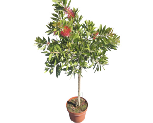 Zylinderputzer Pflanze im Topf