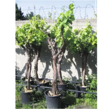 Mehrere Weinreben in Töpfen im Garten