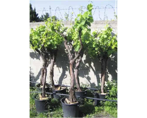Mehrere Weinreben in Töpfen im Garten