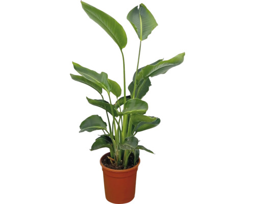 Strelitzie im Topf als Zimmerpflanze