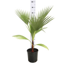 Zwergpalme in einem schwarzen Topf