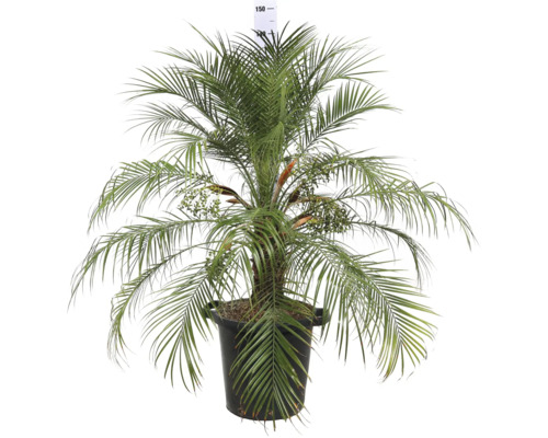 Dattelpalme in einem Topf